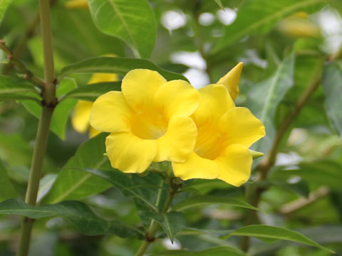 Allamanda neriifolia