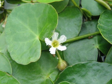 Nymphoides coreana