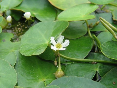 Nymphoides coreana