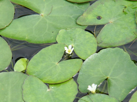 Nymphoides coreana