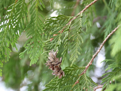 Thujopsis dolabrata var. hondae