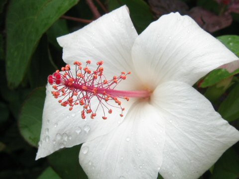 Hibiscus arnottianus