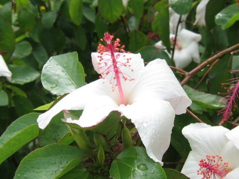 Hibiscus arnottianus