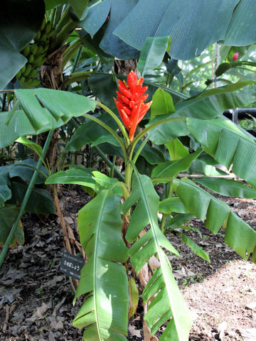 Musa coccinea