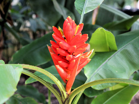 Musa coccinea