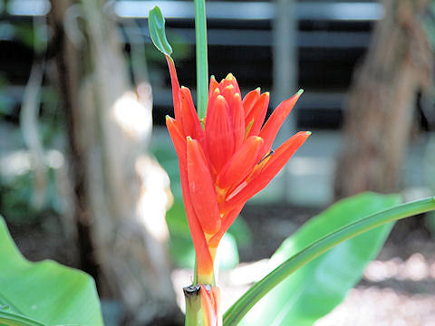 Musa coccinea