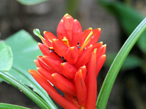 Musa coccinea