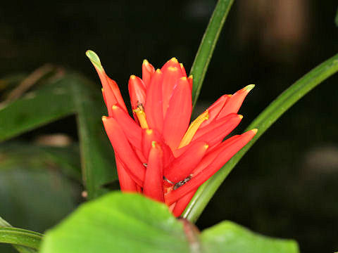 Musa coccinea