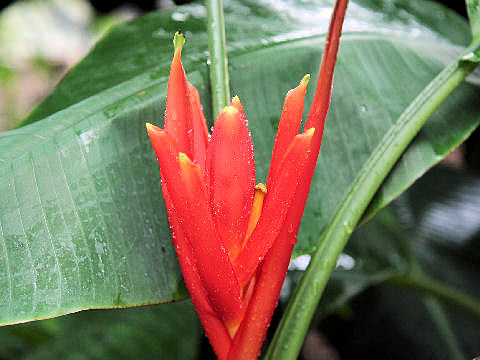 Musa coccinea