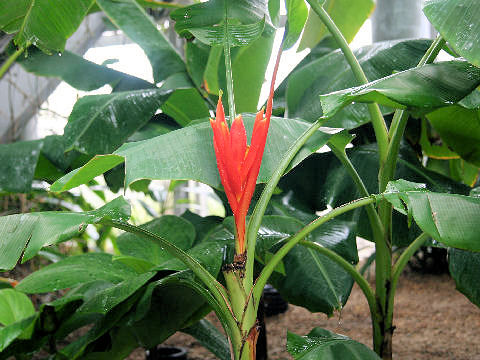 Musa coccinea