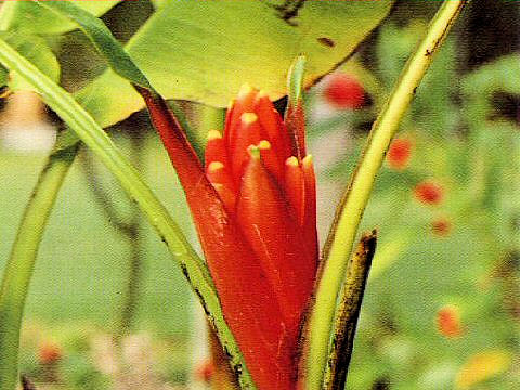 Musa coccinea