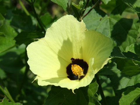 Hibiscus calyphyllus