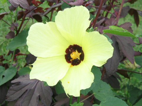 Hibiscus calyphyllus