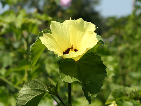 Hibiscus calyphyllus