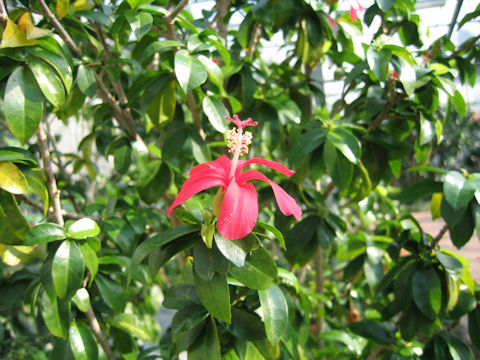 Hibiscus clayi