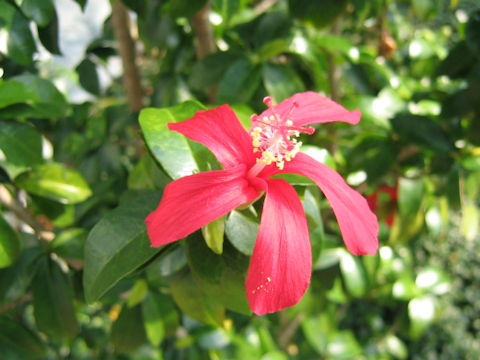 Hibiscus clayi