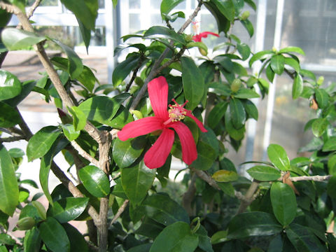 Hibiscus clayi