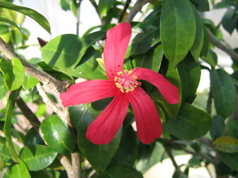 Hibiscus clayi