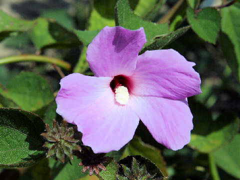 Hibiscus costatus