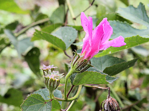 Hibiscus costatus