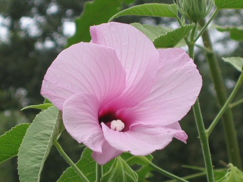 Hibiscus cubensis