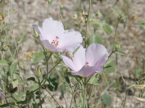 Hibiscus denudatus