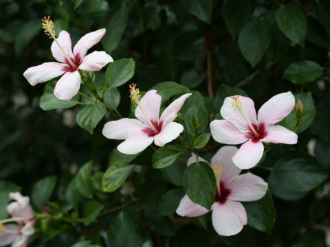 Hibiscus genevii