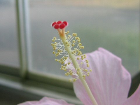 Hibiscus genevii