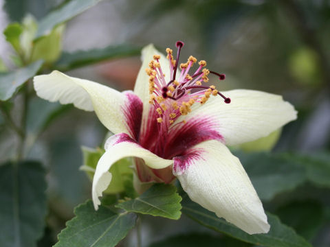 Hibiscus insularis