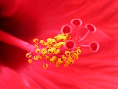 Hibiscus cv. Brilliant Red