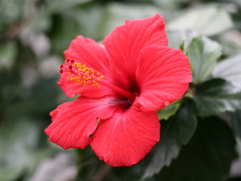 Hibiscus cv. Brilliant Red