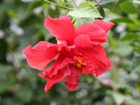 Hibiscus cv.