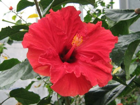 Hibiscus cv. Warren Thayer