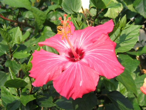 Hibiscus cv. Painted Lady