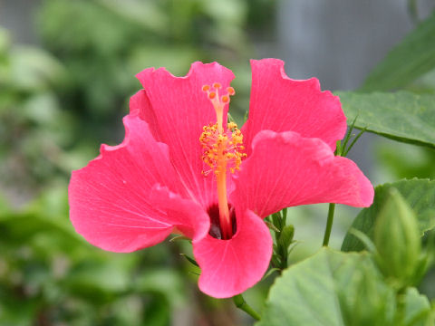 Hibiscus cv. Painted Lady