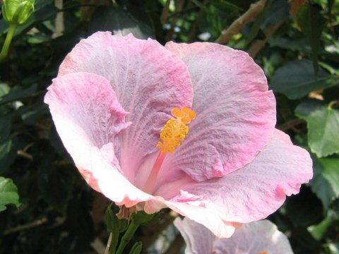 Hibiscus cv. Ala Moana