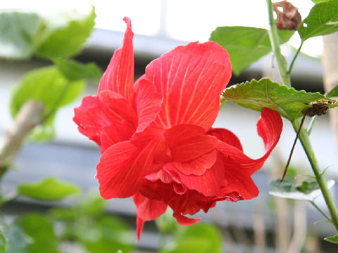 Hibiscus cv. Princess Michiko