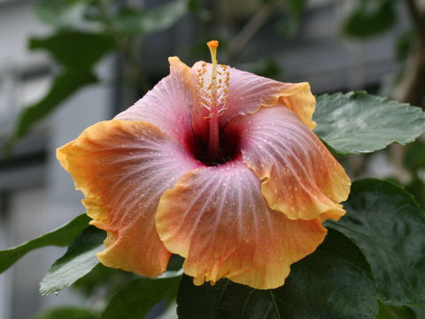 Hibiscus cv. 5th Dimension