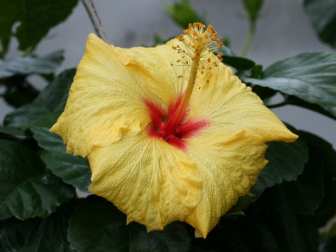 Hibiscus cv. Hura Girl