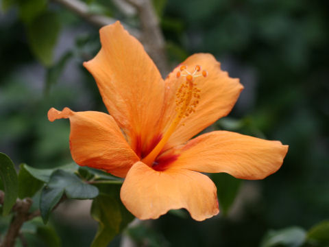 Hibiscus cv. Anily