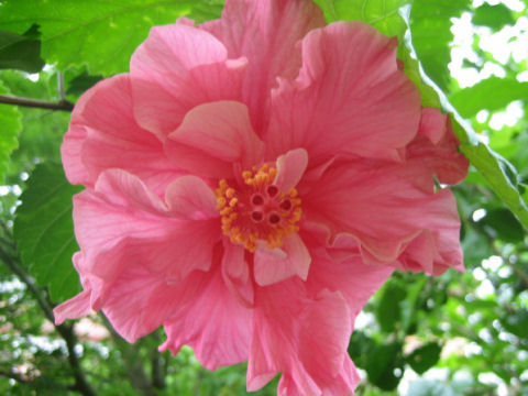 Hibiscus cv.
