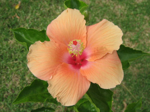 Hibiscus cv.