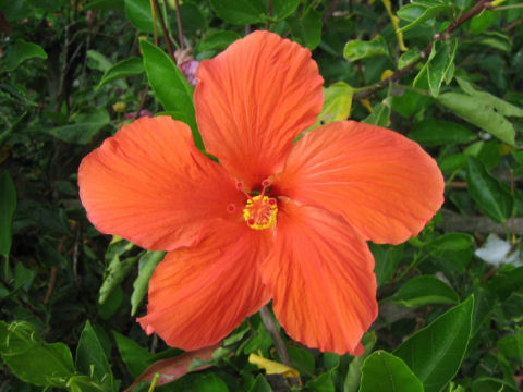 Hibiscus cv.