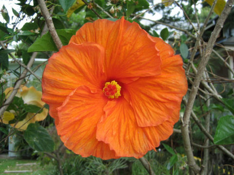 Hibiscus cv.