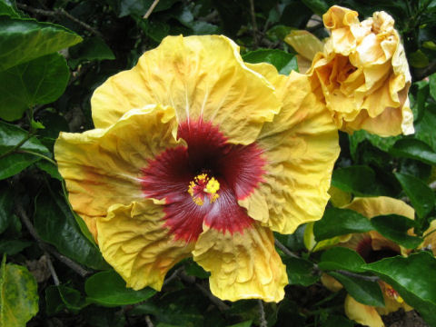 Hibiscus cv.