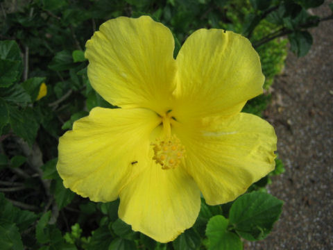 Hibiscus cv.