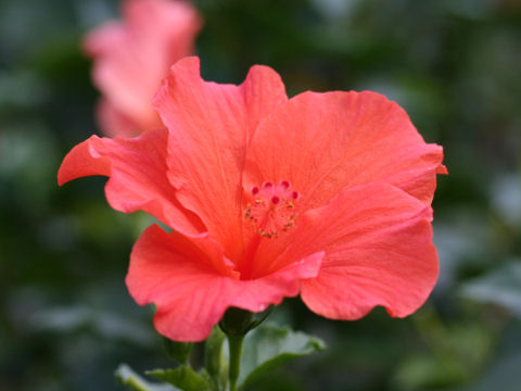 Hibiscus cv. Carolina Breeze