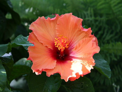 Hibiscus cv. Ester-K