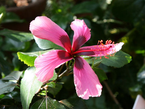 Hibiscus cv. Fiji Island
