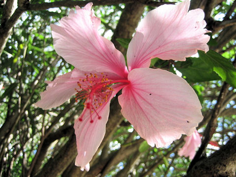 Hibiscus cv.